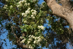 Angophora subvelutina