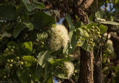 Angophora subvelutina