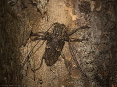 Prosoplus mediofasciatus