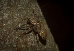 Prosoplus mediofasciatus