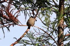 Pyrrhula murina