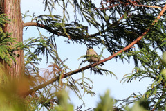Pyrrhula murina