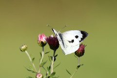 Pieris brassicae azorensis