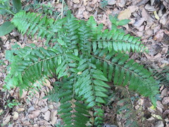 Pelazoneuron augescens