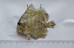 Drepane punctata
