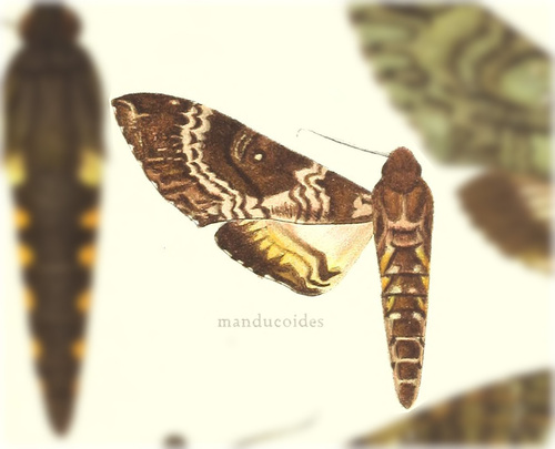 Manduca manducoides