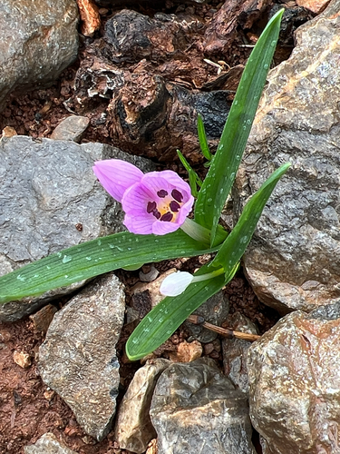 Colchicum zahnii