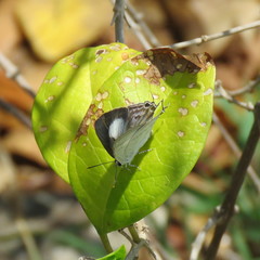 Hypolycaena phorbas