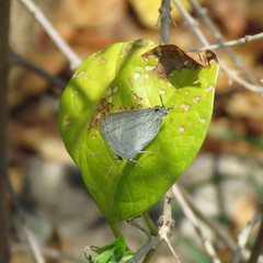 Hypolycaena phorbas