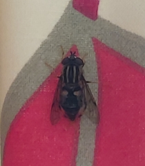 Helophilus antipodus