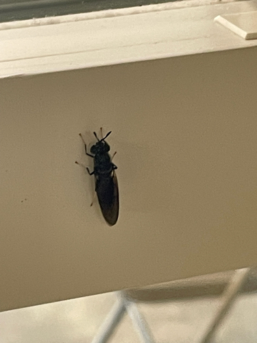 Unknown species found near Rock Lititz Blvd, Lititz, PA, US
