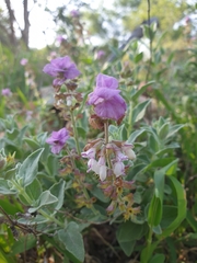 Syncolostemon elliottii