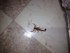 Paravaejovis confusus