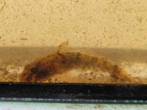 Western Tubenose Goby, 1384 AW Nederland, photo 7 of 10