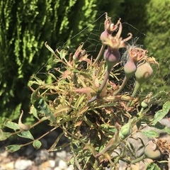 Phyllocoptes fructiphilus