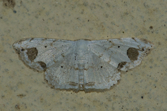 Scopula butleri