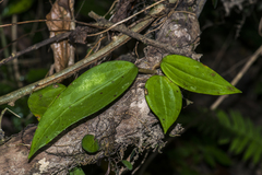 Hoya
