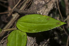 Hoya