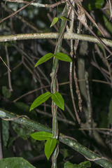 Hemidesmus indicus