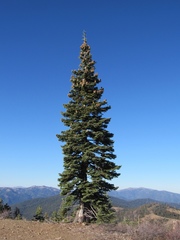 Abies magnifica shastensis