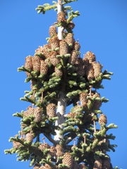 Abies magnifica shastensis