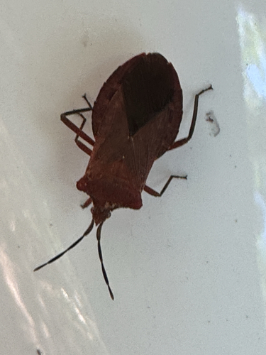 Leaf-footed bug