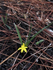 Image of Hypoxis sessilis