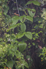 Stemona tuberosa