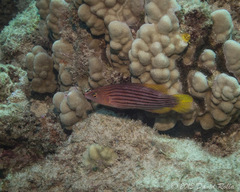 Pseudocheilinus octotaenia