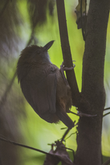 Malacocincla abbotti