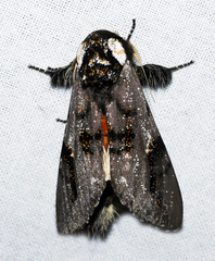 Psalidostetha banksiae