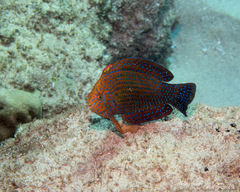 Geoffroy's Wrasse photo 5