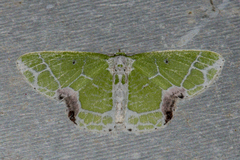 Protuliocnemis castalaria