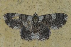 Myrioblephara pingasoides