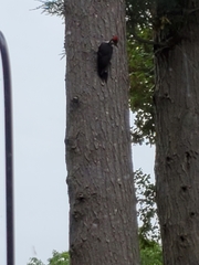 Dryocopus