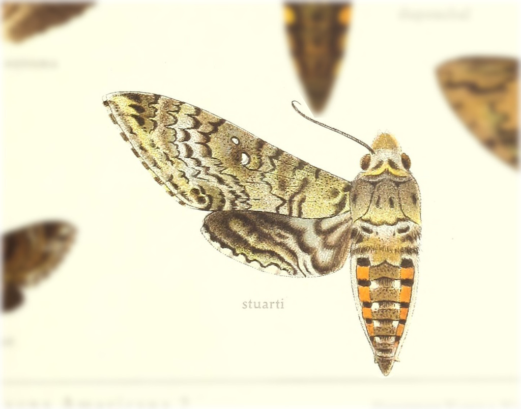 Manduca stuarti