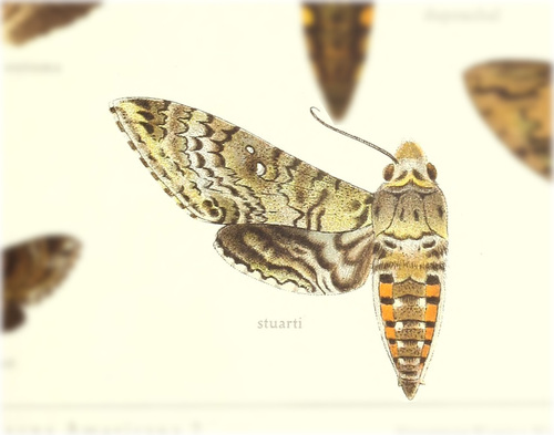 Manduca stuarti
