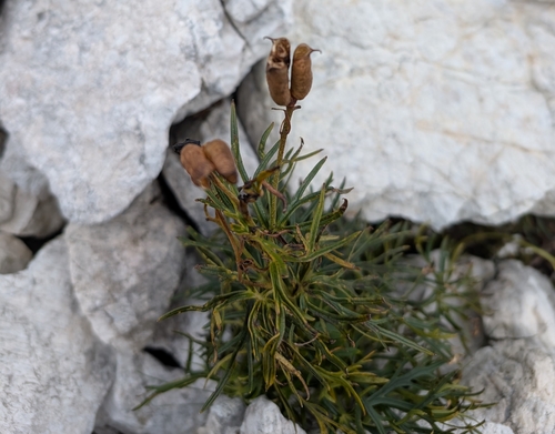 Aconitum angustifolium