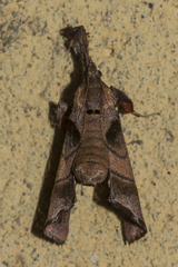 Sacada