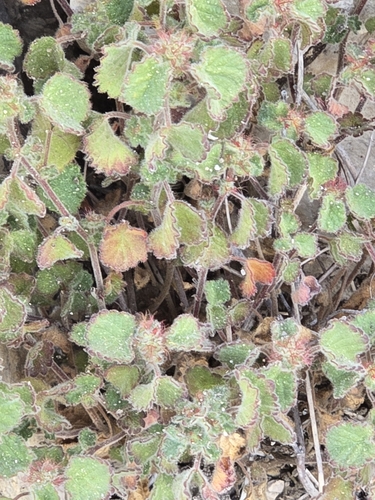 Round Copperleaf (Acalypha monostachya)