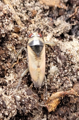 Eurasian Greater Water Boatman, 1384 AW Nederland, photo 10 of 10