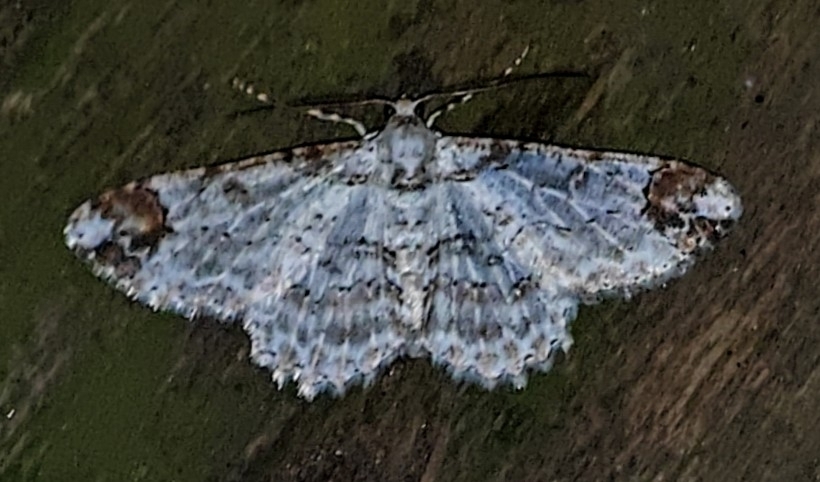 Iridopsis aglauros