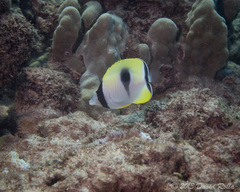 Chaetodon unimaculatus