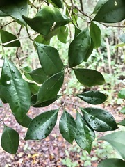 Calyptranthes pallens