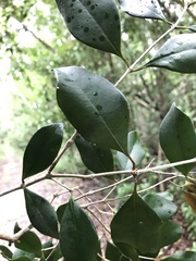 Calyptranthes pallens