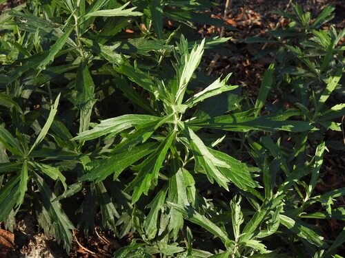 iNaturalist observation photo of California mugwort