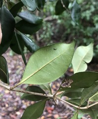 Calyptranthes pallens