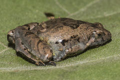 Microhyla berdmorei