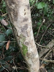 Calyptranthes pallens