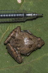 Microhyla berdmorei